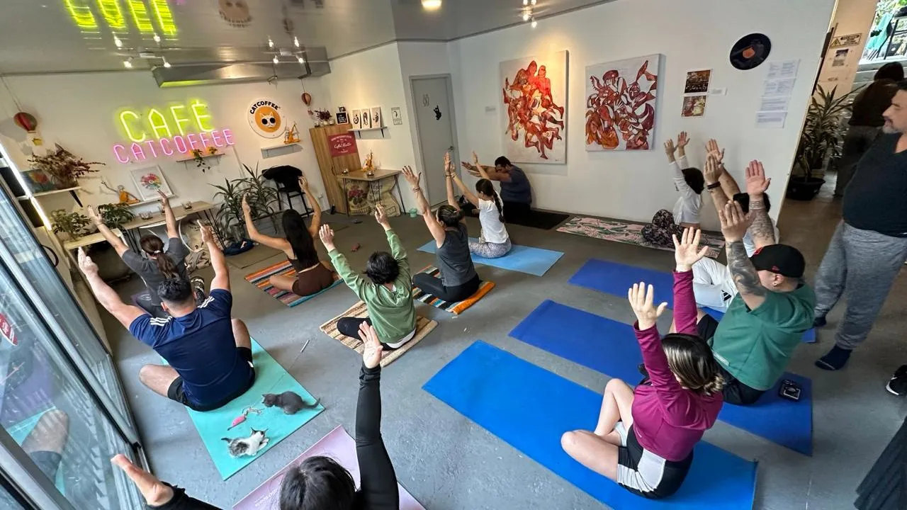Yoga class in session at the CatCoffee café, with rescue cats among the mats