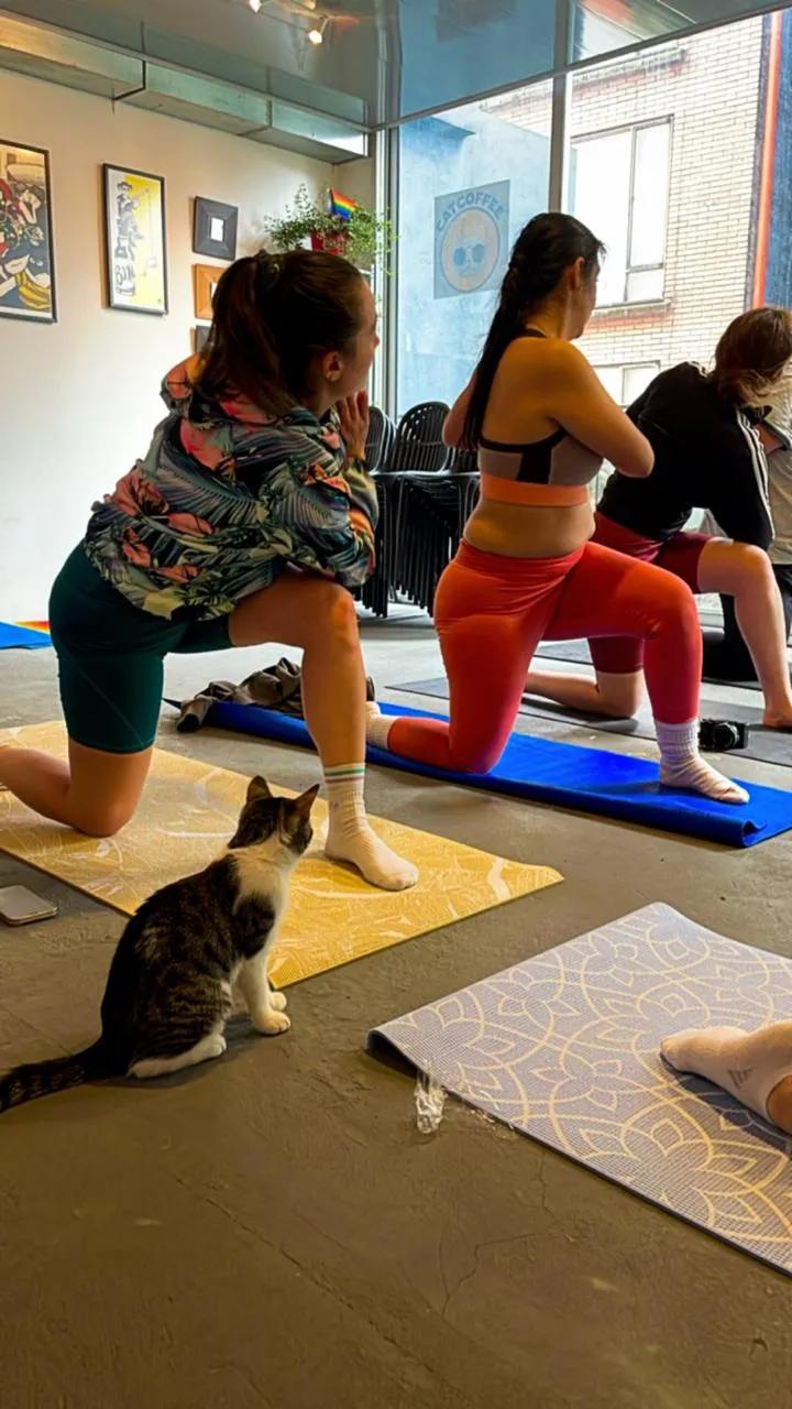 A rescue cat watching over a yoga class at CatCoffee