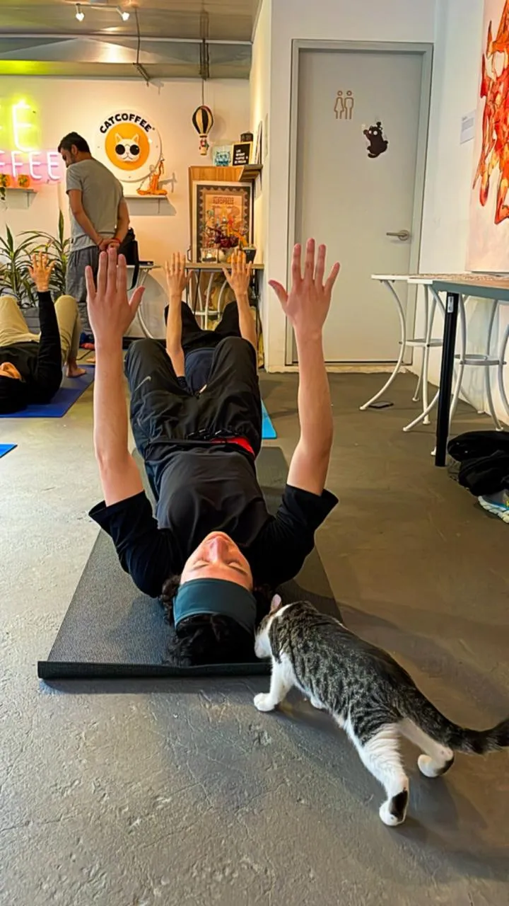 A cat nuzzling a guest resting on a yoga mat at CatCoffee