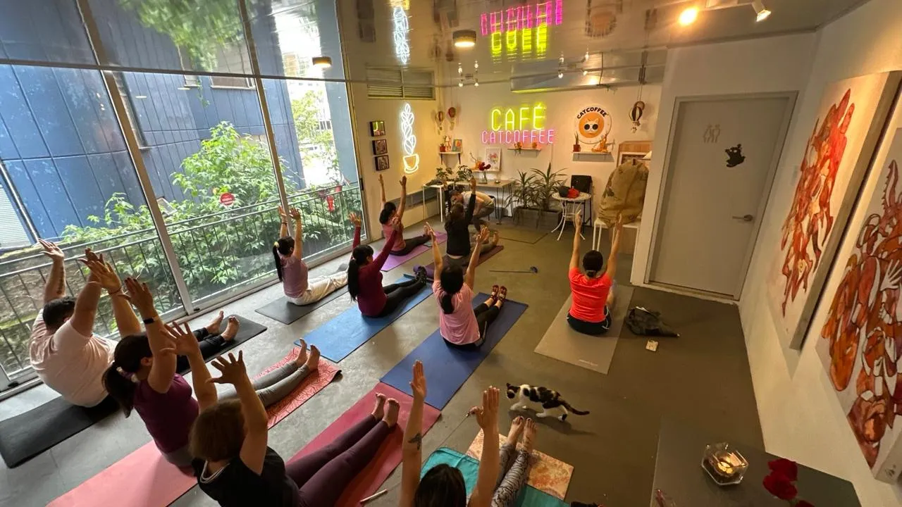 A full cat-yoga session at the CatCoffee café in Colombia